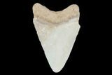 Bone Valley Megalodon Tooth - Florida #99866-1